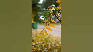 تلاوت قران كريم سعد أيوب #تلاوت #تلاوات #قرآن #سعد