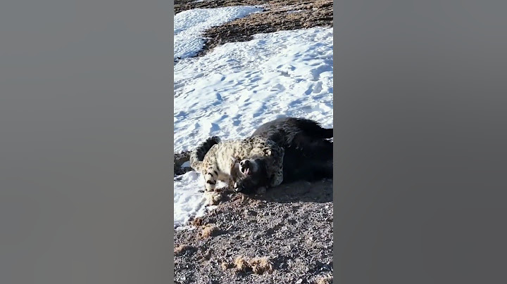 💥高原雪豹猎捕小牦牛！Plateau snow leopards hunting small yaks #animal 【跟着图尔去旅行】