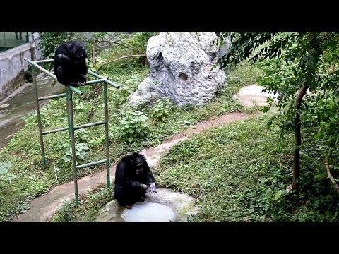 Gorilla in Chongqing falls in love with washing clothes