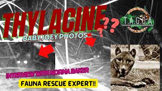Thylacine Joey photos explained by wildlife expert, Norma Baker ...
