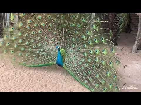 Video Cận Cảnh Chim Công Xoè Đuôi Đẹp Như Thế Nào - youtube