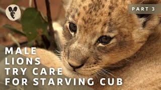 The Runaway Lion Cub | Part 3 | Male Lions Try Care For Starving Cub screenshot 4