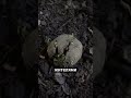 Почему в Кении разбрасывают миллионы чёрных шаров 🌱