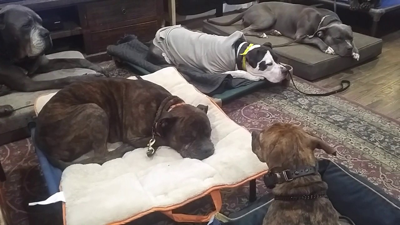 Do You Need A Permit To Have 3 Dogs