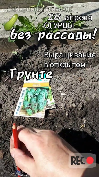 Огурцы вырастить в ОТКРЫТОМ ГРУНТЕ просто БЕЗ РАССАДЫ 🥒 28 апреля 🥒 ...