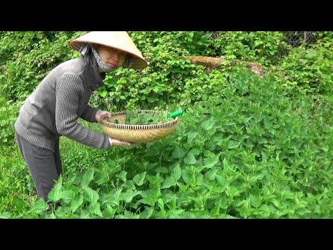 Video Hái tầm ma xào tỏi, trà tầm ma ngải đắng trị cảm ho,... - youtube