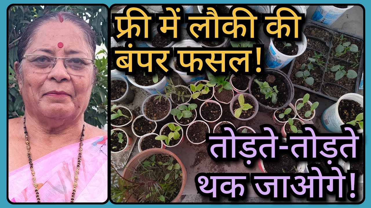 लौकी की रिपोर्टिंग कैसे करें? बोरी के फ्री ग्रो बैग में लगाकर लें जबरदस्त हार्वेस्टिंग। 