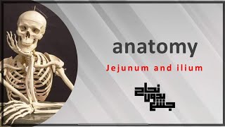 Anatomy GIT (jejunum+ ileum)