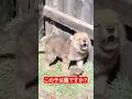 助けた赤ちゃんの正体