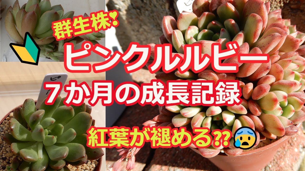 【サービス品@1380】ピンクルルビー錦(双頭以上) 194{多肉植物} ピンクルルビー💖成長記録❖葉挿し苗の植え替え エケベリア・セダム