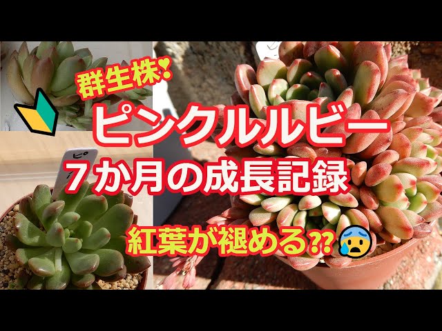 多肉植物Ⅴlog098】ピンクルルビー、7か月の成長記録です。子株の