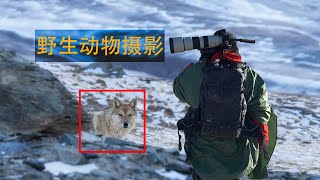 野生動物攝影｜你需要知道的知識｜Wildlife Photography