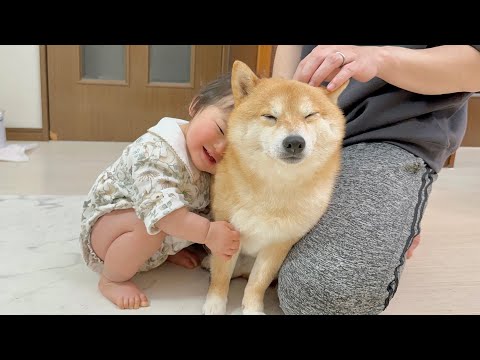 雷で怖がる豆柴を元気づけようとする0歳児と抱きついて貰い安心する柴犬