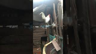 Saib Kuv Tus Qaib Dib Dawb Nawj Cuab Tuaj Kawg Li 2 .5. 2021