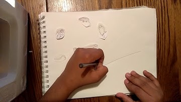 How to Create a Cladogram