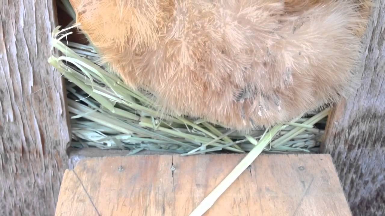 Chicken with poopy butt (FIX) YouTube