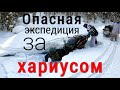 Да зачем бы мне нужен этот хариус/Опасная экспедиция на рыбное озеро/Новые сани для снегохода #1