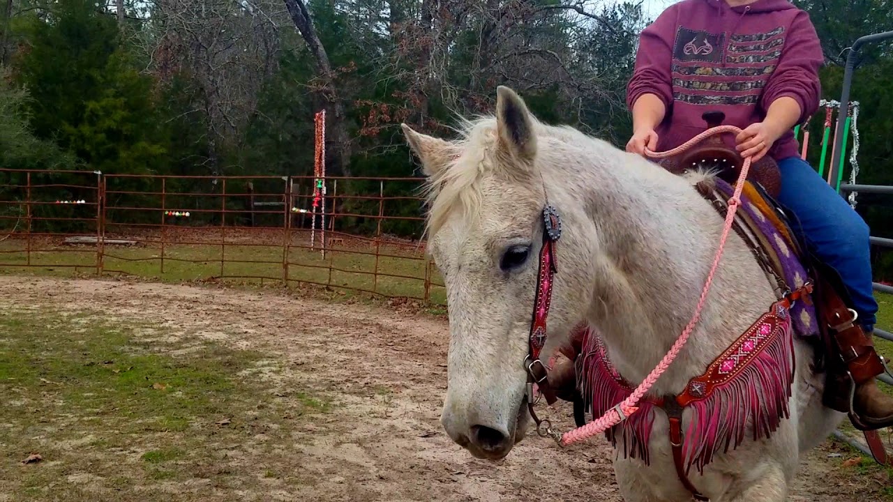 Sunday is a 15 year old, 15 hand gray quarter horse mare safe for any