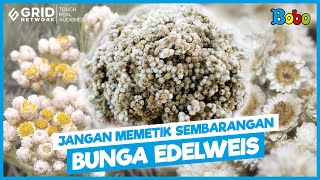 Fakta Menarik - Bunga Edelweis yang Dilindungi