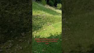 ouais le rat