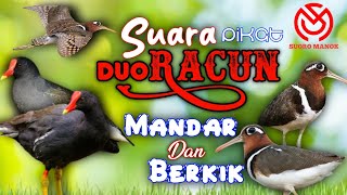 SUARA PIKAT DUO RACUN SAKTI UNTUK PANGGIL BURUNG MANDAR DAN BERKIK SECARA BERSAMAAN. PASTI DATANG !