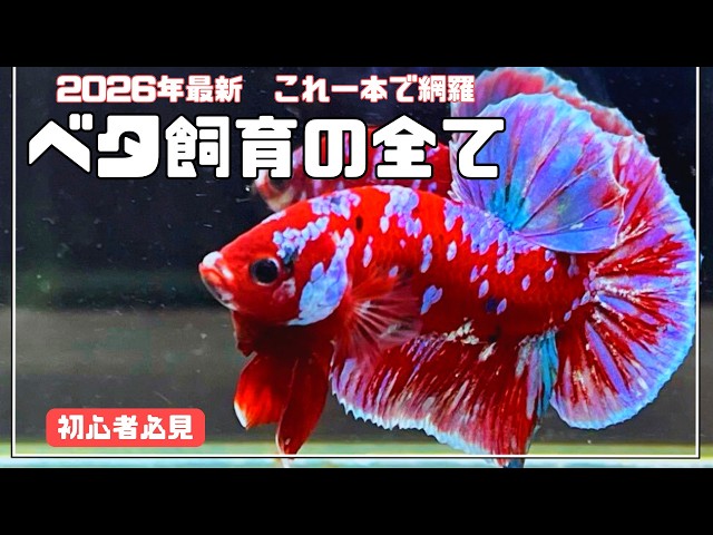 Everything you need to know about keeping bettas - the latest