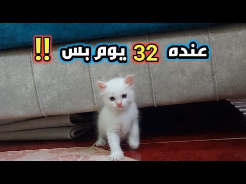 تعالوا شوفوا قطي سكر عمره 32 و بيمشي ورايا قطط كيوت قطط مضحكة قطط 