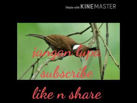 Suara burung cililin tembakan panjang bersih untuk pikat dan masteran