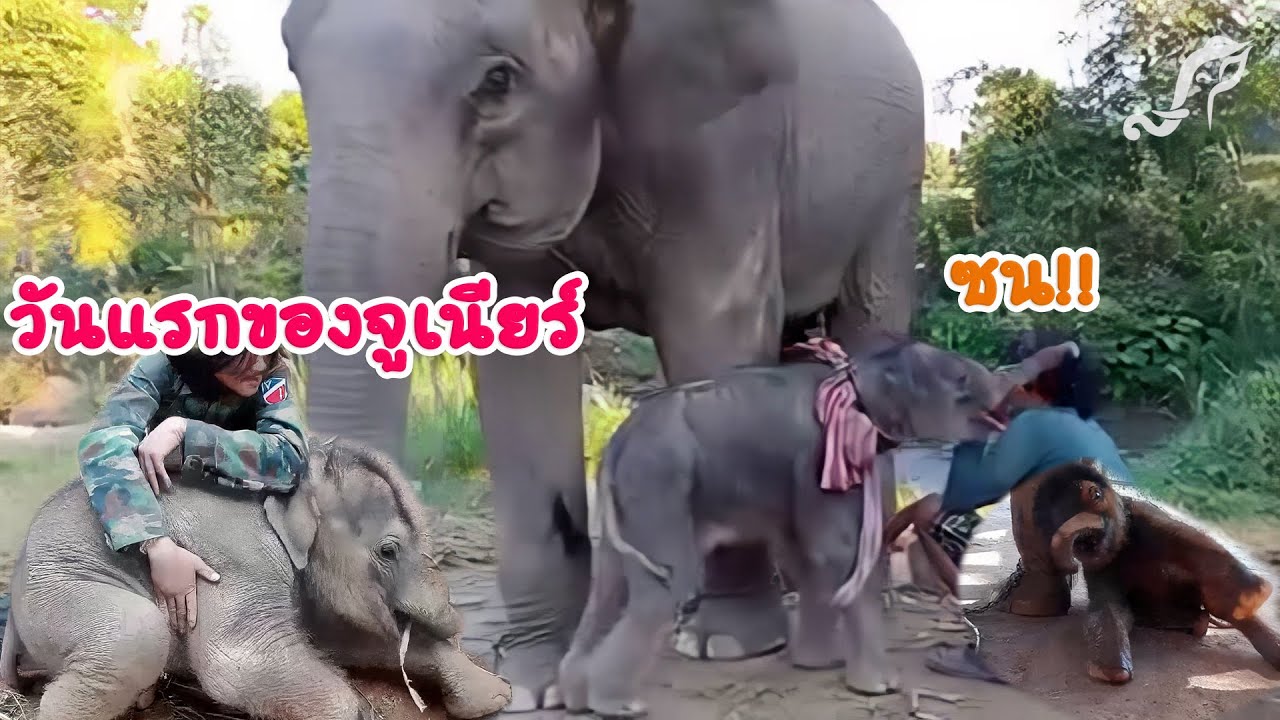 Увидеть дневной свет ее Младшая - Младшая семья в Таиланде