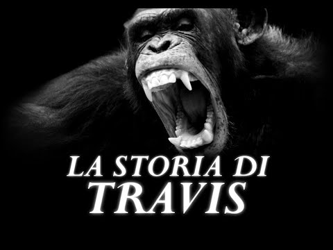 Video: Cosa è successo al proprietario di Travis lo scimpanzé?