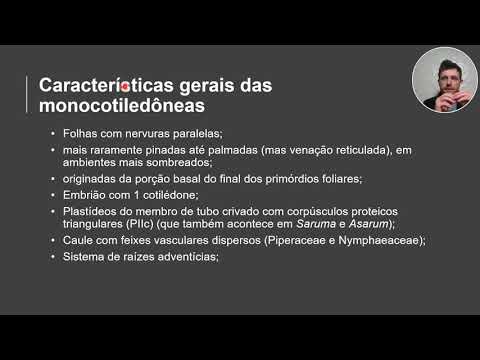 Vídeo: Diferença Entre Venação Reticulada E Paralela