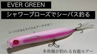 【トップウォーター】シャワーブローズでシーバス釣る