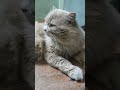 agar aap Billi paalte Hain to aap dusron se kam bimar hote Hain 😇#shortvideo