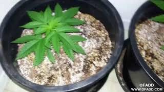 LED Grow Lights,without HPS,marijuana,pot,cannabis,hemp#5indoors growing