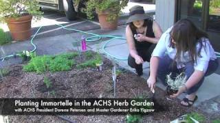 Achs.edu Planting Immortelle In The Herb Garden At Achs