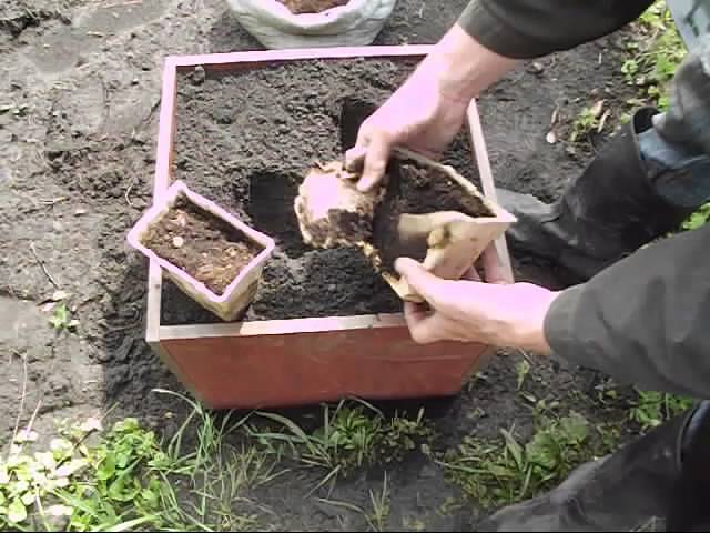 посадка имбиря на даче участке