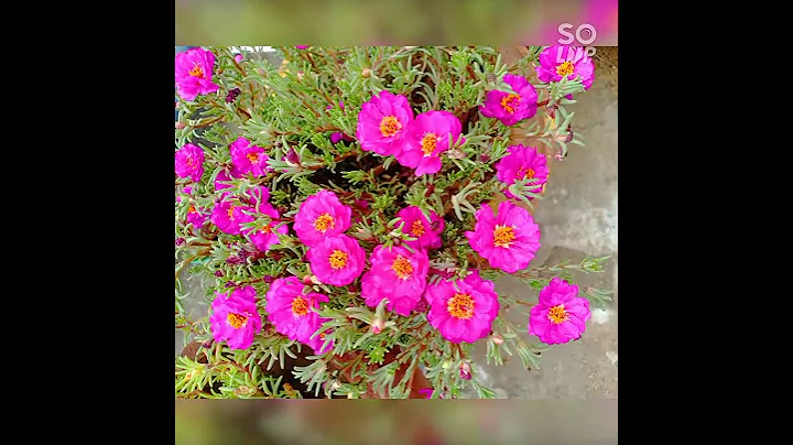 portulaca flowers#purslane#myterracegarden#flowers#shorts - DayDayNews