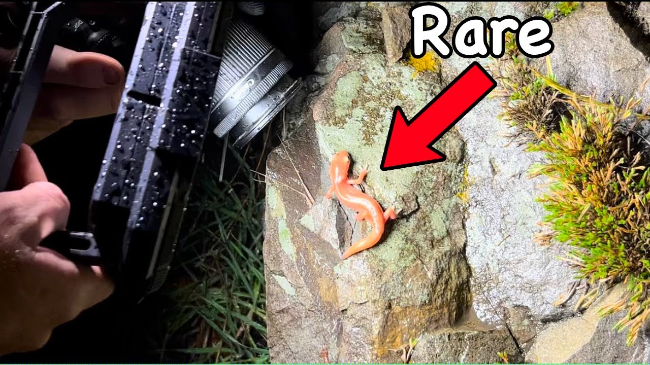 Salamander Send! Searching for Rare Salamanders in SoCal and NorCal Within 24 Hours!