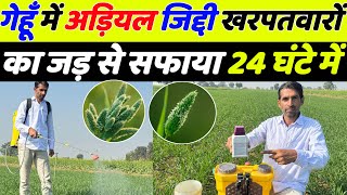 गह म सबस टप खरपतवर नशक दव Gehu Me Kharpatwar Nashak Dawa Gehu Ki Kheti Gehu Kheti