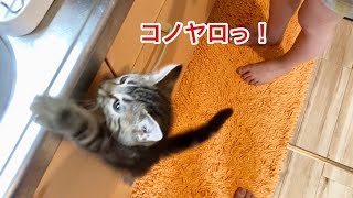 ご飯が待てなくて意地でも台所のシンクに登ろうと挑戦する子猫ｗ