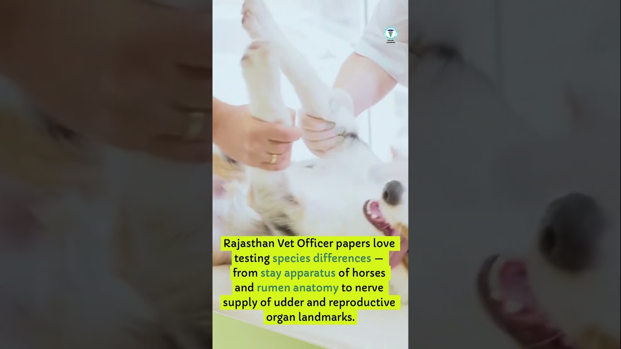 Факты об анатомии, которые должен знать каждый претендент на должность ветеринарного врача | Экза...