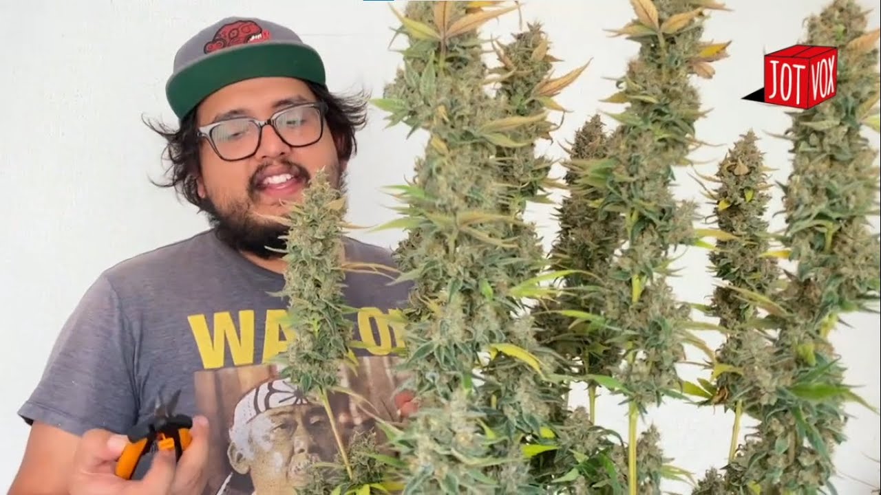 Cómo cosechar cannabis - Masterclass con Miguel HDP
