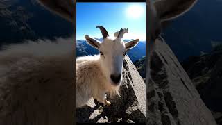 ibex relaxing on a mountain rock... #mountains#nature#animals#goat