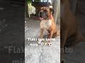 “Cute Boxer Flaki Moments You'll Love💗| Momentos tiernos de Flaki el Boxer que te van a encantar.”
