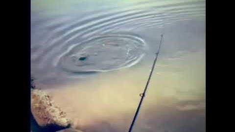 Câu Cá Chẽm Lý Nhơn #shorts