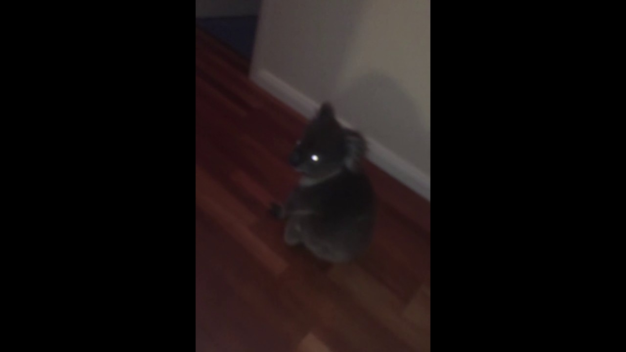 Koala Takes Tour of Family House