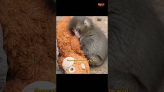 Punch is still just a baby. 🥹♥️