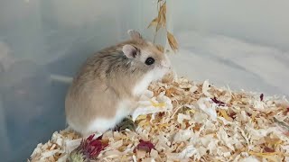 Winter Deserts Entei, Handling Håndtering