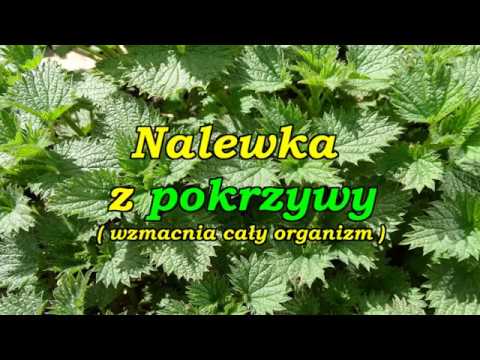 Wideo: Eucommia - Użyteczne Właściwości I Zastosowanie Nalewki Z Eukomii, Eukomii. Eucommia Vis-liaved