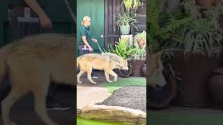 Timber wolf at San Diego Zoo
